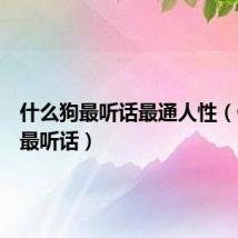 什么狗最听话最通人性(什么狗最听话)