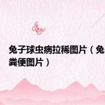 兔子球虫病拉稀图片(兔子球虫粪便图片)