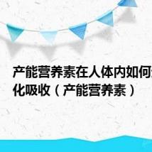 产能营养素在人体内如何进行消化吸收(产能营养素)