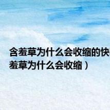 含羞草为什么会收缩的快呢(含羞草为什么会收缩)