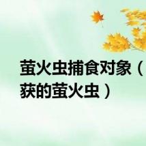 萤火虫捕食对象（被捕获的萤火虫）