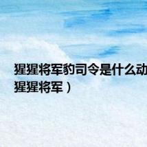 猩猩将军豹司令是什么动画片(猩猩将军)