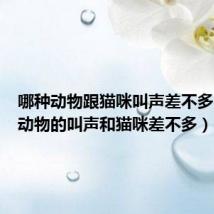 哪种动物跟猫咪叫声差不多(什么动物的叫声和猫咪差不多)