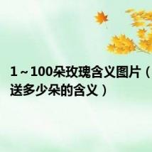 1~100朵玫瑰含义图片(玫瑰花送多少朵的含义)
