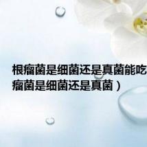根瘤菌是细菌还是真菌能吃吗(根瘤菌是细菌还是真菌)