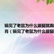 猫见了老鼠为什么拔腿就跑打一生肖(猫见了老鼠为什么拔腿就跑)
