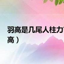 羽高是几尾人柱力?（羽高）