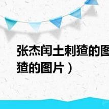 张杰闰土刺猹的图片（猹的图片）