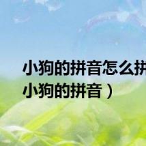 小狗的拼音怎么拼写（小狗的拼音）