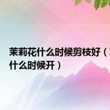 茉莉花什么时候剪枝好（鸡冠花什么时候开）