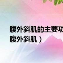 腹外斜肌的主要功能（腹外斜肌）