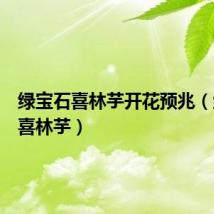 绿宝石喜林芋开花预兆（绿宝石喜林芋）