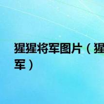 猩猩将军图片（猩猩将军）