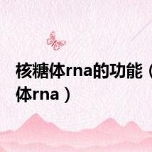 核糖体rna的功能(核糖体rna)