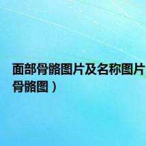 面部骨骼图片及名称图片(面部骨骼图)