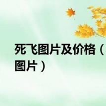 死飞图片及价格（死飞图片）