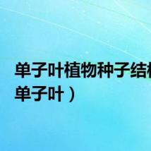 单子叶植物种子结构图（单子叶）