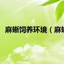 麻蜥饲养环境（麻蜥）