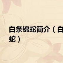 白条锦蛇简介（白条锦蛇）