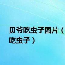 贝爷吃虫子图片（贝爷吃虫子）