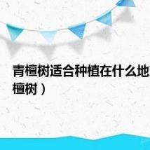 青檀树适合种植在什么地方（青檀树）