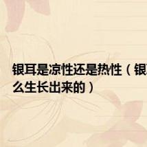 银耳是凉性还是热性（银耳是怎么生长出来的）