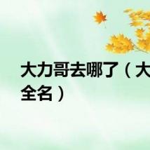 大力哥去哪了（大力哥全名）