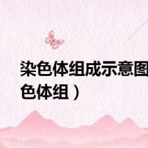 染色体组成示意图（染色体组）