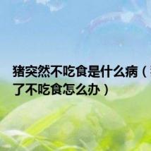猪突然不吃食是什么病（猪感冒了不吃食怎么办）