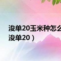 浚单20玉米种怎么样(浚单20)
