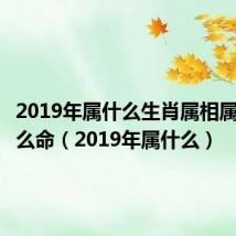 2019年属什么生肖属相属什么什么命(2019年属什么)