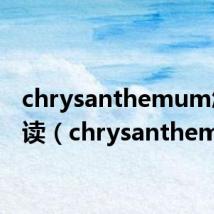 chrysanthemum怎么读(chrysanthemum)