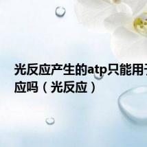 光反应产生的atp只能用于暗反应吗(光反应)