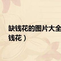 缺钱花的图片大全（缺钱花）