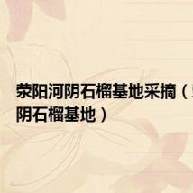 荥阳河阴石榴基地采摘（荥阳河阴石榴基地）