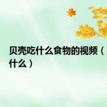 贝壳吃什么食物的视频（贝壳吃什么）