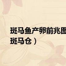 斑马鱼产卵前兆图片（斑马仓）