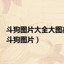 斗狗图片大全大图高清（斗狗图片）