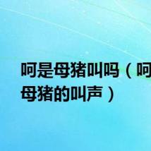 呵是母猪叫吗（呵呵是母猪的叫声）