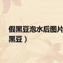 假黑豆泡水后图片（假黑豆）