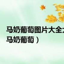 马奶葡萄图片大全大图（马奶葡萄）