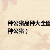 种公猪品种大全图片（种公猪）