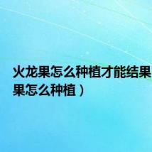 火龙果怎么种植才能结果(火龙果怎么种植)