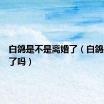 白鸽是不是离婚了（白鸽是离异了吗）