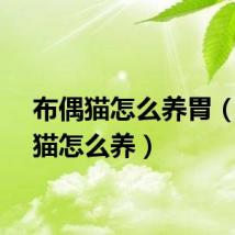 布偶猫怎么养胃（布偶猫怎么养）
