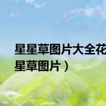 星星草图片大全花（星星草图片）