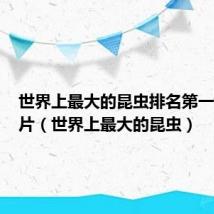 世界上最大的昆虫排名第一是谁图片(世界上最大的昆虫)