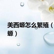 美西螈怎么繁殖（美西螈）