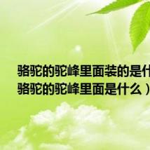 骆驼的驼峰里面装的是什么?(骆驼的驼峰里面是什么)