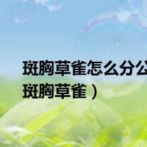 斑胸草雀怎么分公母（斑胸草雀）